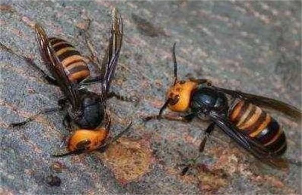 蜂箱外有较多死雄蜂是怎么回事