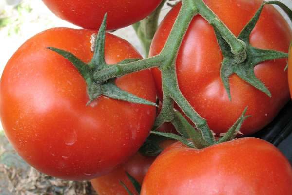 西红柿怎么沾花授粉