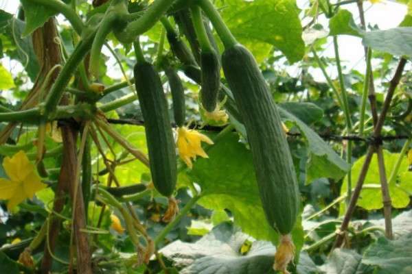 黄瓜什么时候打叉