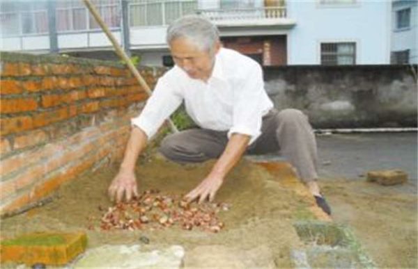 板栗的采收及贮藏多久？