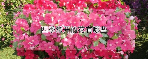 四季常开的花有哪些