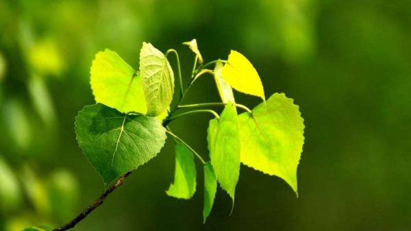 白杨树的特点是什么？