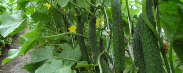 哪种蔬菜对减肥有作用