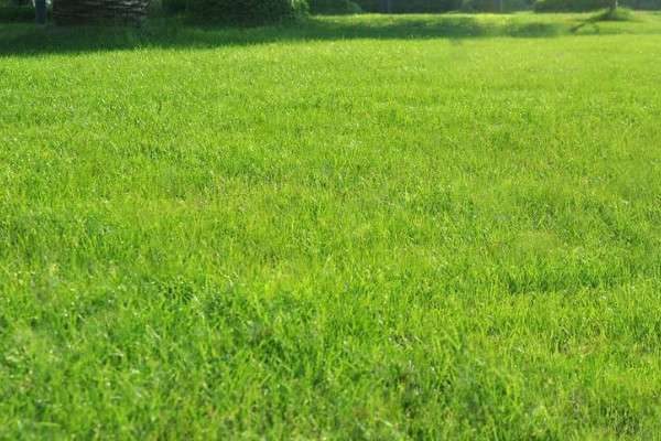 草坪种子什么时候播种