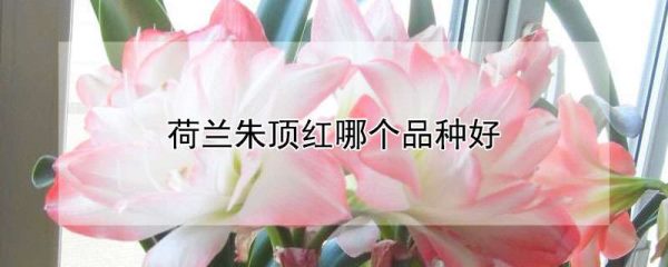 荷兰朱顶红哪个品种好