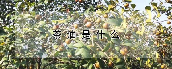 茶油是什么