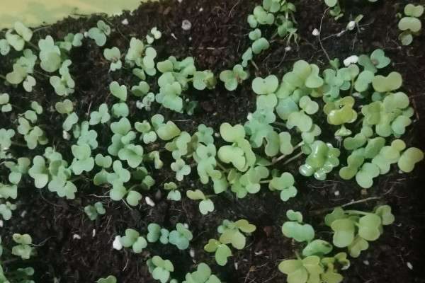 鸡毛菜属于什么菜