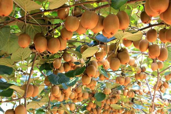 猕猴桃上市时间