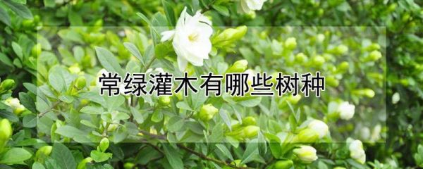 常绿灌木有哪些树种