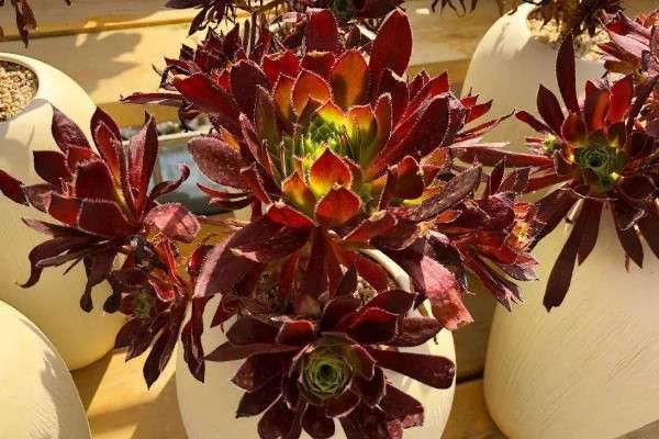 法师需要多高的盆