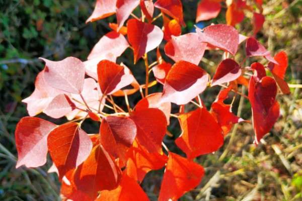 秋色叶树种有哪些