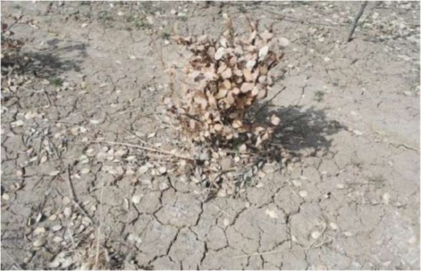 土壤板结有什么危害