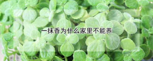 一抹香为什么家里不能养
