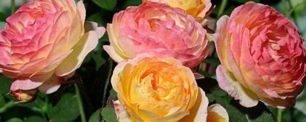 詹森月季勤花吗