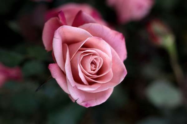 一朵玫瑰花代表什么？