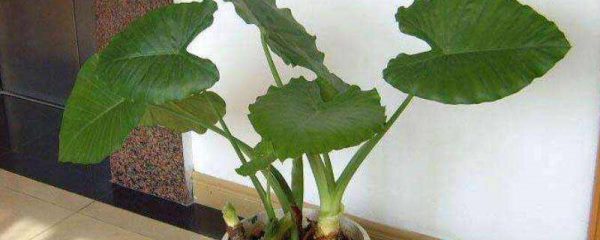 海芋花是滴水观音吗