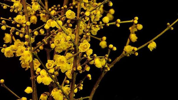 腊梅树什么时候移栽