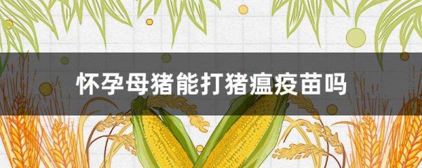 怀孕母猪能打猪瘟疫苗吗？