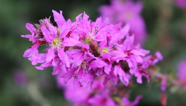 千屈菜怎么分株