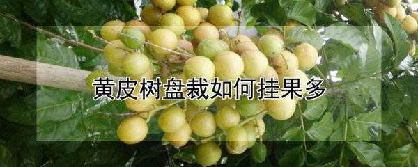 黄皮树盘裁如何挂果多