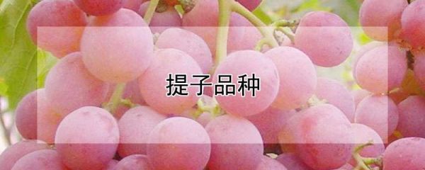 提子品种