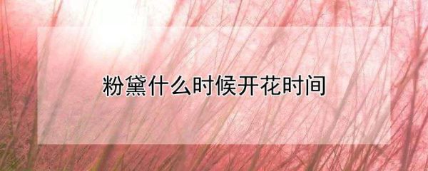 粉黛什么时候开花时间