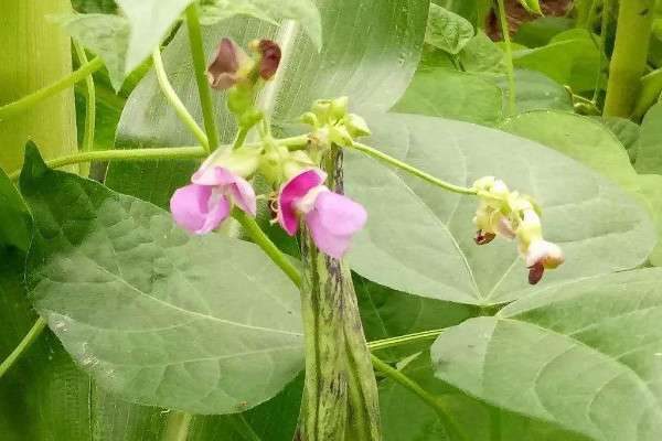 豆角开花期能浇水吗