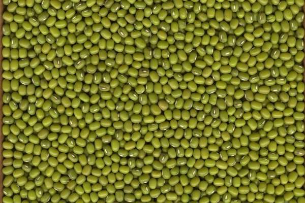 绿豆是怎么长出来的