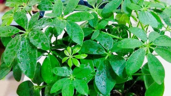 金钱树和鸭掌木的区别