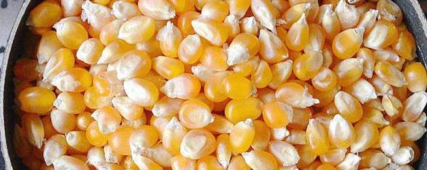 玉米发霉了晒干可以喂鸡吗