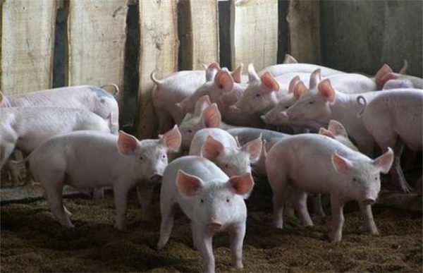 养几头猪一年能挣5万