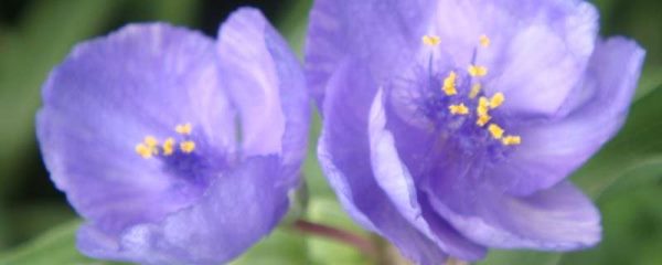 紫露草怎么修剪