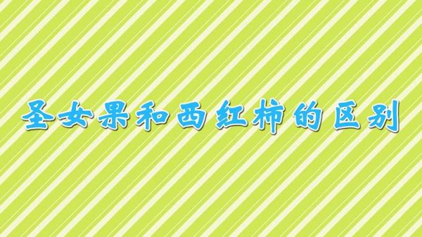 圣女果和西红柿的区别