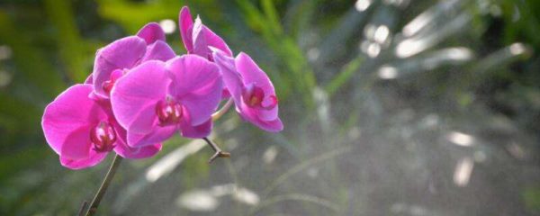 四季兰和春兰的区别