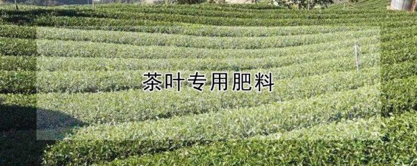 茶叶专用肥料