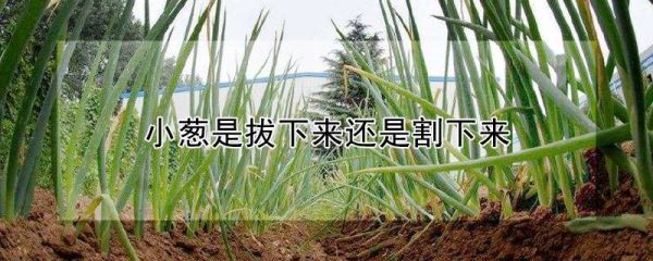 小葱是拔下来还是割下来