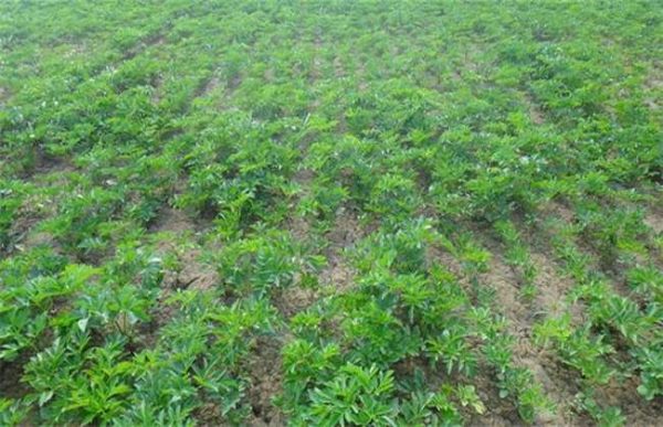 种一亩甘草的成本