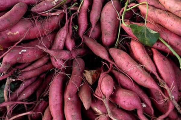 番薯和红薯的区别？是什么？