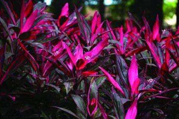 红叶朱蕉怎么扦插