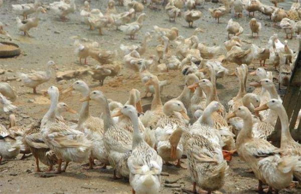 养500只鸭子利润多少？