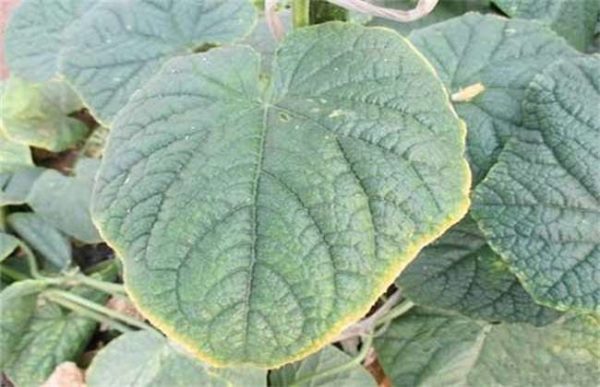 氮肥过量对作物有什么影响