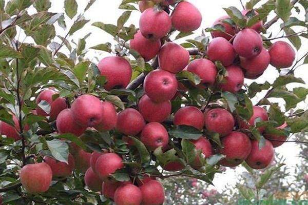 海拔1800适合种植什么？