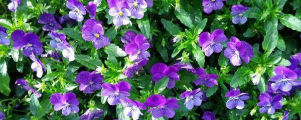 角堇第二年会复花吗