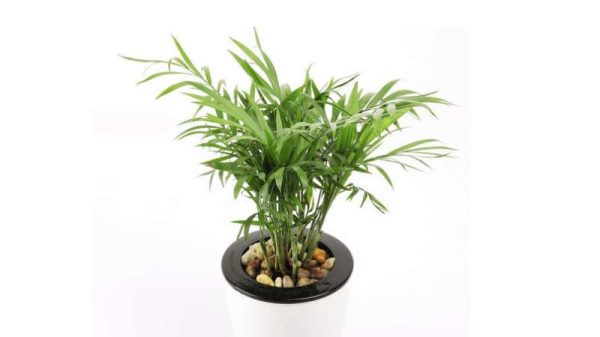 袖珍椰子树是什么？