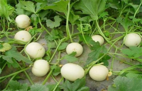 香瓜着色不良的原因？