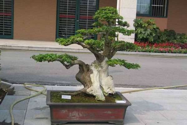 白蜡树苗雌雄的区别