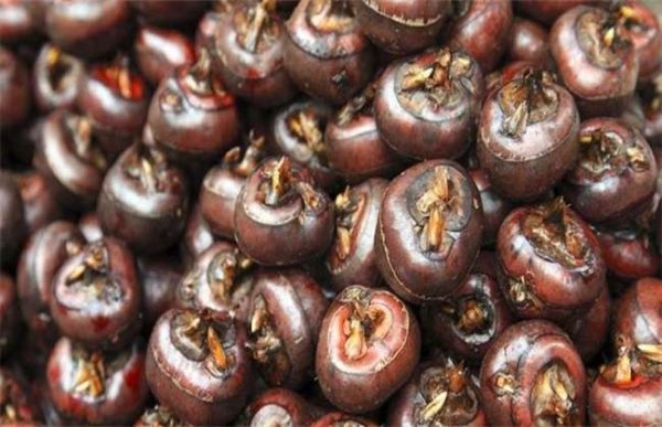 荸荠采收后该怎么贮藏