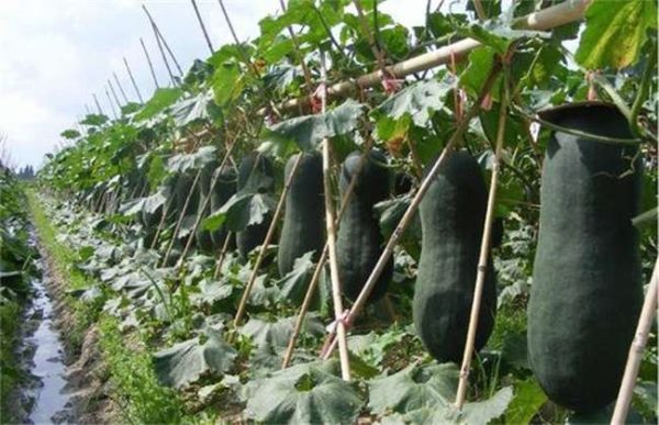 冬瓜什么时候采收