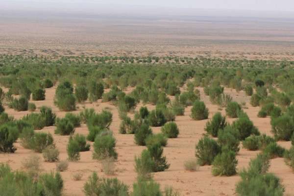 梭梭树被称为什么