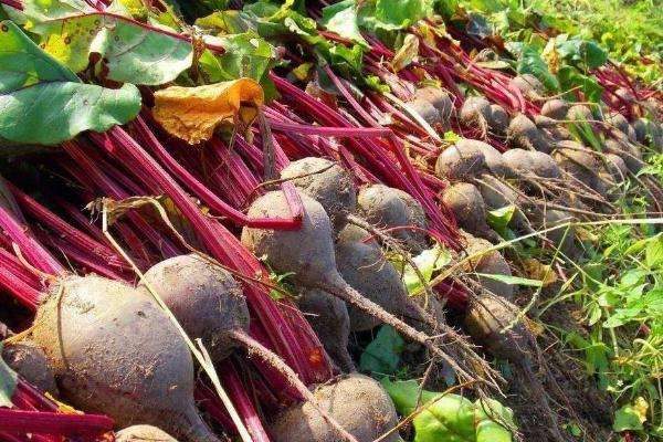 干旱地区适合种植什么？